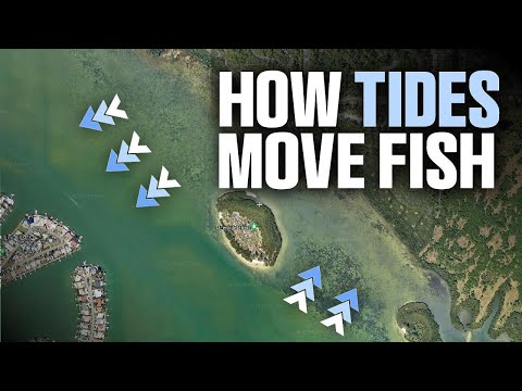 How Tides Move Fish (And How to Catch Them!)