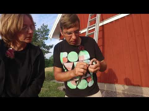 Ringmärkning av tornseglare i holk