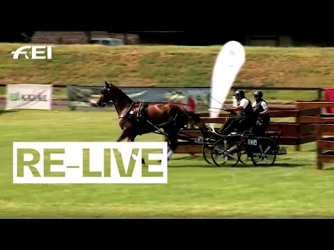 RE-LIVE | Driving (Marathon) | Day 4 Afternoon | FEI Driving World Championship for Young Horses