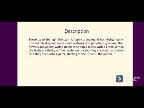 Herbal Medicine - RUE