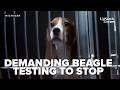 Lawmakers demand an end to beagle testing at local university after hundreds of dogs die