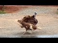Pair Of Turkeys Won T Stop Walking In Circlesq