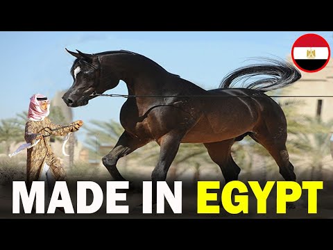 6 RARE Egyptian Origin Horse Breeds You Don't Know About!!