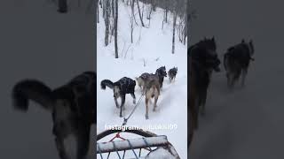 Ivalo Finish Lapland Finland 🇫🇮 Guesthouse Husky Sled Dogs Sled Dog Riding Arctic Circle Winter ☃️
