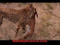Cheetah Hunts And Kill A Gazelle In Slow Motion Rate My Science