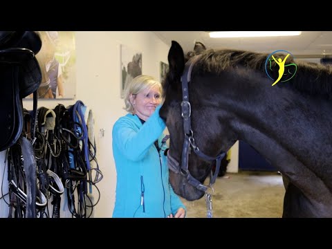 Diagnose Kissing Spines - Wallach Chessmu zum Pferdecheck bei Ariane Telgen