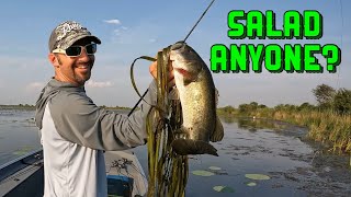 Fishing the HEAVY slop with TOPWATER FROGS