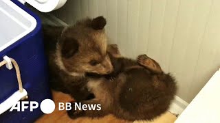 クマのきょうだい、囲いから脱走 おやつの蜂蜜平らげスヤスヤ 英国（2025年6月）