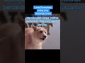 Lumba Lumba Menolong Anjing