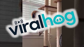 Cat Catches Her Own Tail || ViralHog