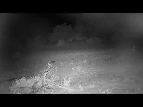 Djuma: Impala female with lamb and then two White-tailed Mongoose playing - 01:32 - 01/15/2023