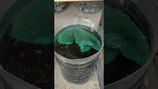 MGA DAPAT GAWIN KUNG MAG 100% WATER CHANGE