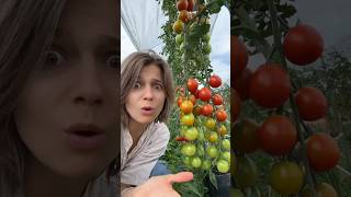 Download lagu The difference in how tomatoes are eaten in Indonesia and America #shorts mp3 Download lagu The difference in how tomatoes are eaten in Indonesia and America #shorts mp3