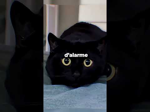 Ne Caresse Pas Ton Chat Quand Il Fait Ça !