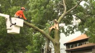 preview picture of video 'Double D Tree Services Tree Removal New Caney TX'
