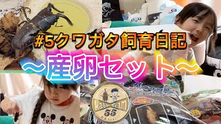 【クワガタ飼育日記】#5産卵セット（T-岡田さんの昆虫販売会で購入したノコギリクワガタの飼育に挑戦中）
