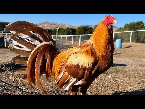 Golden Pumpkin Farm California Beautiful Birds 💯 Farm Visit Frank Brizuela