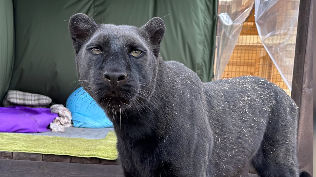 Keeping warm with  Luna the panther and Venya (ENG SUB)