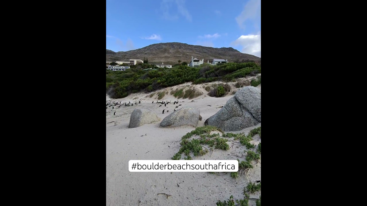 Boulders beach was a big disappointment. still a bucket list place to visit. Want to know why?
