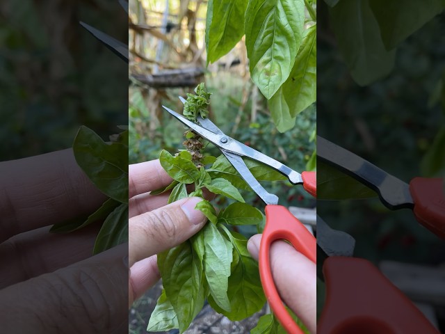 Vídeo relacionado con Cultivos del Zodiaco Tauro | Semillas de Albahaca | Kit de cultivo con bomba de semillas, sustrato y maceta | Regalo original para amantes del horóscopo | Resetea