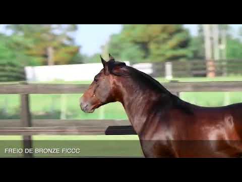 LOTE 01 - PEÑAROL DA BOA VISTA