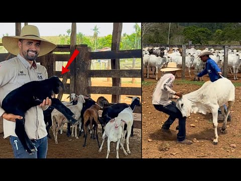 IT WAS A BIG SURPRISE WHEN I ARRIVED AT THE FARM😱 GETTING CALVES FROM BRABEZA