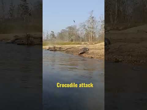 Crocodile Attack to Boat #shorts