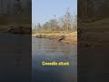 Crocodile Attack To Boat Shorts