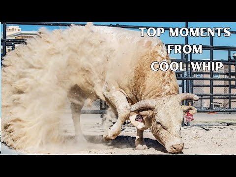 From Arena Beast to Gentle Giant: Meet Cool Whip