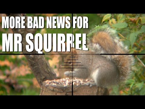 More bad news for Mr Squirrel More bad news for Mr Squirrel
