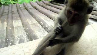 Monkey Business: Bonnie &amp; Clyde