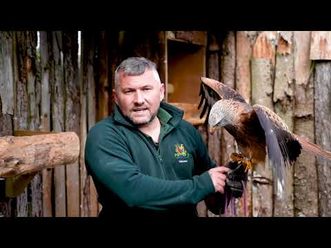 Meet the Red Kite