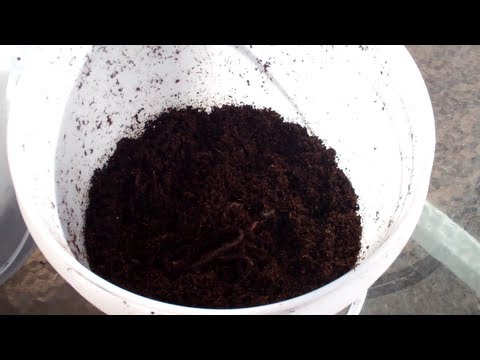 African Night Crawlers Are Hungry Little Guys! Harvesting Some Worm Castings!