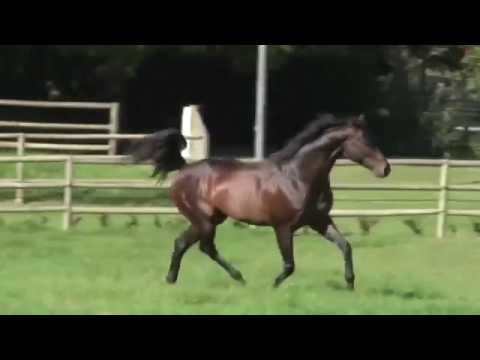 Jay Peg - Hemel 'n Aarde Stud