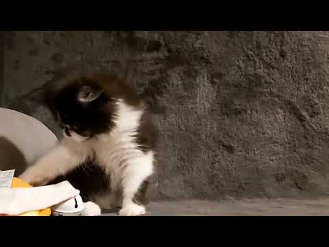 Classic Persian tip kitten (can deliver) - Image 2