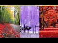 Tree Mobile Wallpaper Images Wallpaper Images Beautiful Trees Trees For Mobile Wallpaper