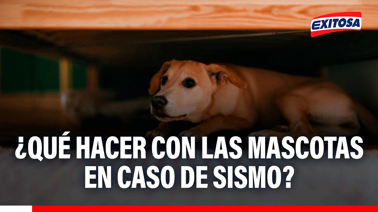 🔴🔵 ¿Qué hacer con las mascotas en caso de sismo?