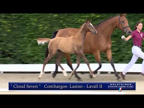 Holsteiner Elite-Fohlenauktion | Nr. 15 v. Conthargos - Lasino