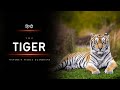Tiger Nature S Fierce Guardians Hindi Infinity Stream