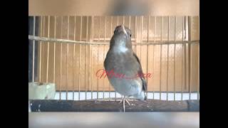 Download lagu Sikatan Rimba Coklat ( Brown-chested Jungle Flycatcher ) mp3 Download lagu Sikatan Rimba Coklat ( Brown-chested Jungle Flycatcher ) mp3