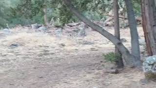 preview picture of video 'Alder Creek Campground - Kernville'