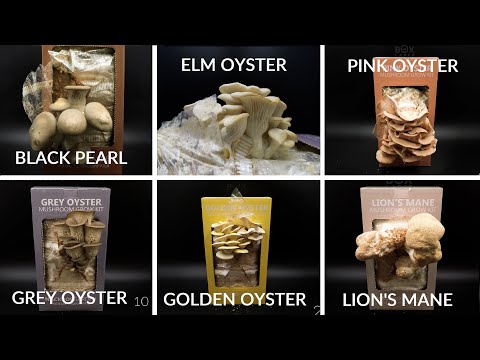 Growing Mushrooms Time Lapse Compilation