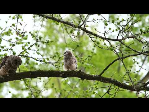 P2648130  Barred owl, owlet, and crawfish