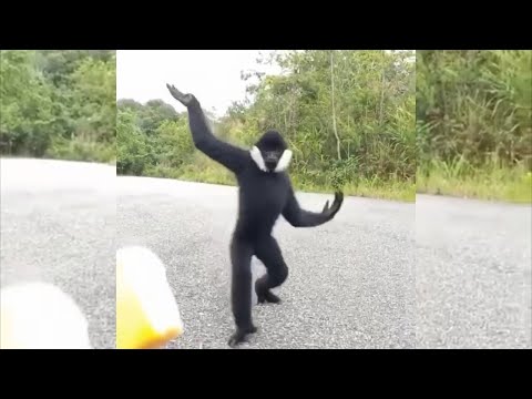 Spider monkey with super long arms grabs food