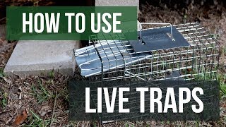 How To Use Live Traps (4 Easy Steps)