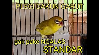 Download lagu puncak bunyi pleci DAKUN Garut, ngeroll isian di bawa nembak.. mp3 Download lagu puncak bunyi pleci DAKUN Garut, ngeroll isian di bawa nembak.. mp3