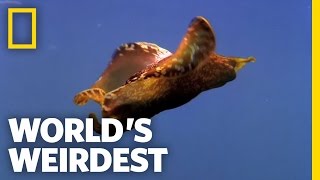 World's Weirdest - Underwater Love Chain