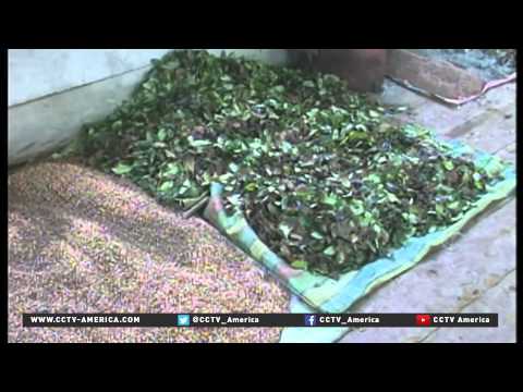 Chemical sprayed in Colombia to kill coca plants may cause cancer