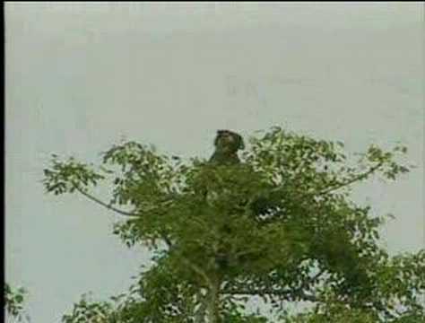 djuma drive 29feb08 pm pt1