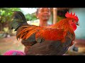 RED COUNTRY CHICKEN CURRY How My Grandfather And Grandmother Cooking Desi Chicken Papaya Recipe